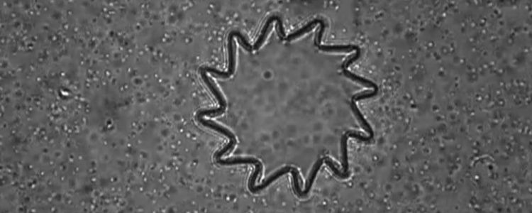 Бактерії-кіборги можуть бути ключем до комерційно життєздатного штучного фотосинтезу