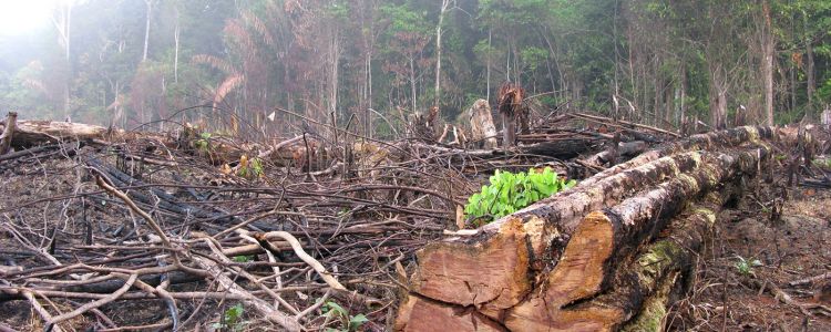 Незаконна вирубка лісів виснажує тропічні лісів Амазонки на 29% швидше, ніж у минулому році