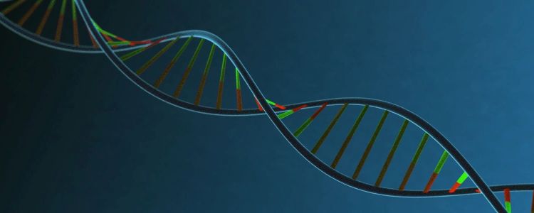 Нове дослідження показує, що тільки близько 25% нашої ДНК є функціональними