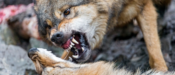 Мозковий паразит перетворює вовків на ватажків зграї