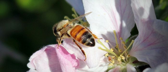 За браком бджіл яблучний сад запилює дрон