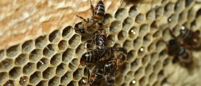 Єдина бджола створила безсмертну армію з мільйонів клонів