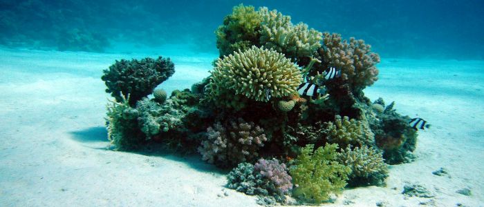 Аналіз виявляє, що коралові рифи пручаються змінам клімату