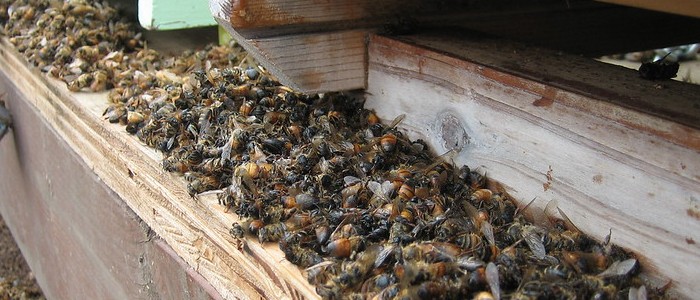Погана новина: бджоли гинуть із жахливою швидкістю