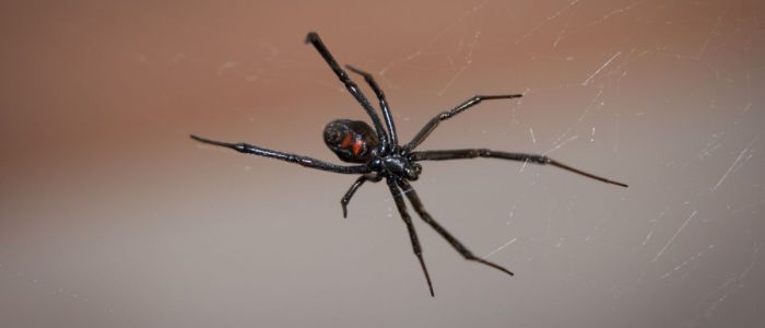 Дослідження павуків може привести до куленепробивного шовку