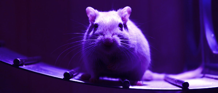 Блокування одного білка робить постарілих мишей сильніше і здоровіше