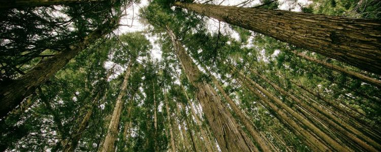 Китай засадить 84000 квадратних кілометрів деревами задля чистого повітря