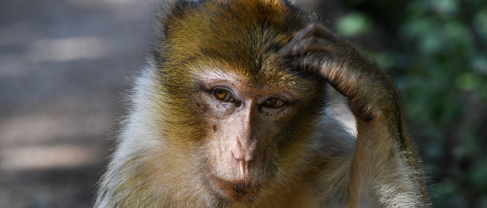 Китайська вакцина проти ковіда-19 ефективна у мавп