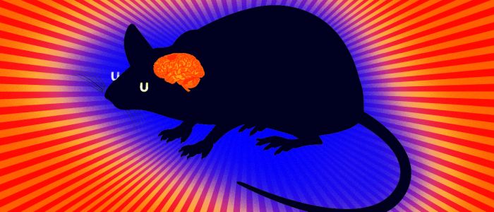 Очищення мишачого мозку від старих клітин знизило ознаки тривоги