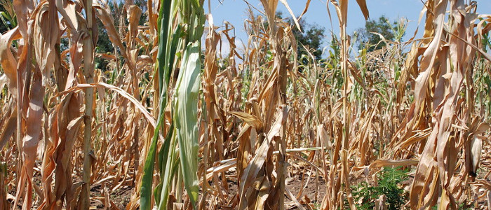 НАСА попереджає, що зміна клімату незабаром почне знижувати врожайність