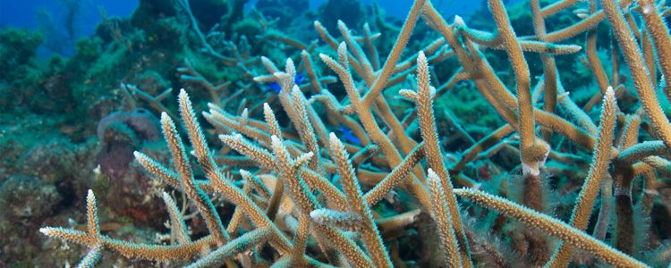 Корали вмирають глобально, але ми можемо врятувати деякі рифи від повного знищення