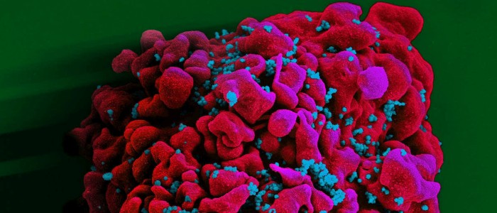 КРІСПР вперше допоміг вченим вилікувати ВІЛ у живих тварин