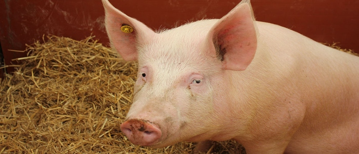 Лікарі вперше успішно пересадили нирку свині людині