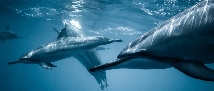 Вчені кажуть, що дельфіни кричать через шум підводного буріння
