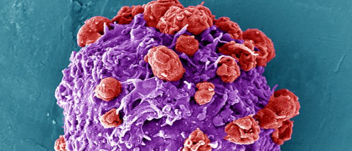 Модифіковані клітини крові  можуть просувати ліки організмом