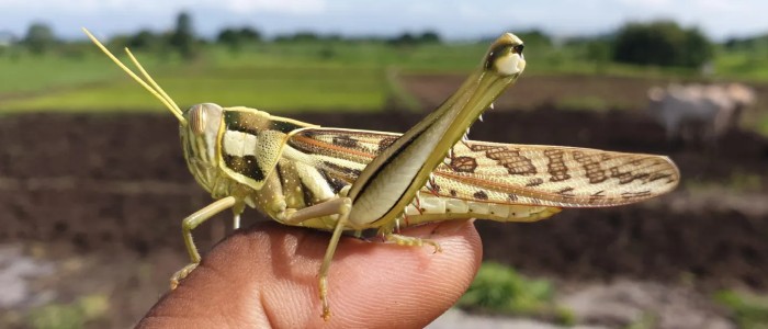 Інженери спостерігають, як літають коники