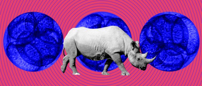Ембріони носорога, вироблені в лабораторії, можуть врятувати майже вимерлий підвид