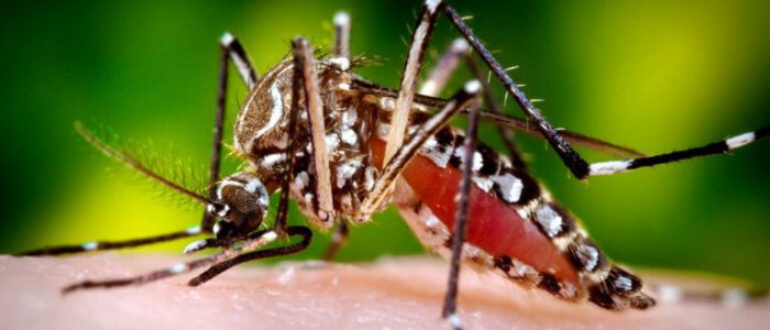 Флорида випускає майже мільярд генетично модифікованих комарів