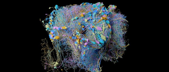 3D-карта мозку фруктової мухи від Гугла вразить вас