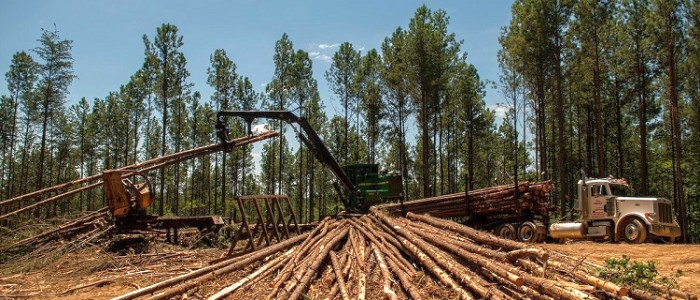 Еколог, який закликав посадити трильйон дерев, благає людей припинити садити так багато дерев