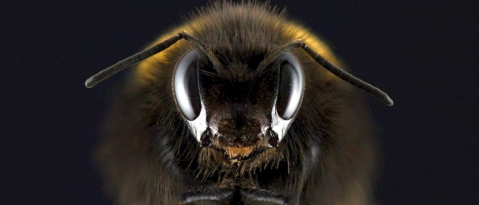 Бджолина отрута швидко вбиває агресивні клітини раку молочної залози