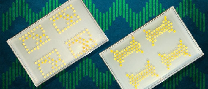 Інженери МТІ з'єднують бактерії для створення живих транзисторів