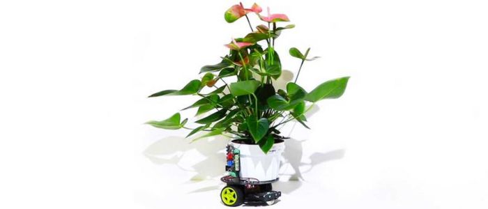 Дослідники з МТІ побудували роботизовану кімнатну рослину