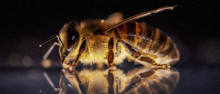 Новий трюк може врятувати сільське господарство, якщо всі бджоли вимруть