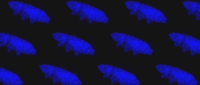 Нещодавно виявлені ​​тихоходи світяться синім, блокуючи смертельну радіацію