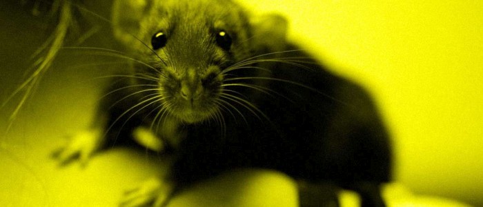 Наші спроби вбити щурів змушують їх розвиватися на супер швидкості
