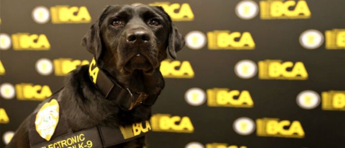 Поліція навчила собаку винюхувати електронні докази