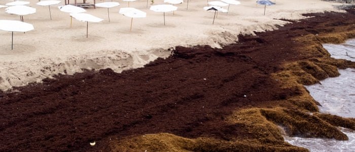 Вчені занепокоєні через поширення цвітіння морських водоростей по всьому світу