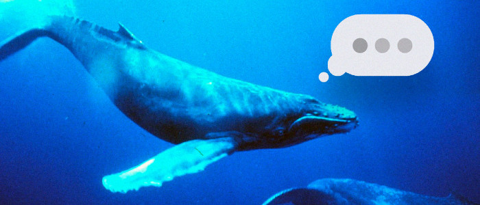 Вчені працюють над штучним інтелектом, щоб ми могли розмовляти з китами