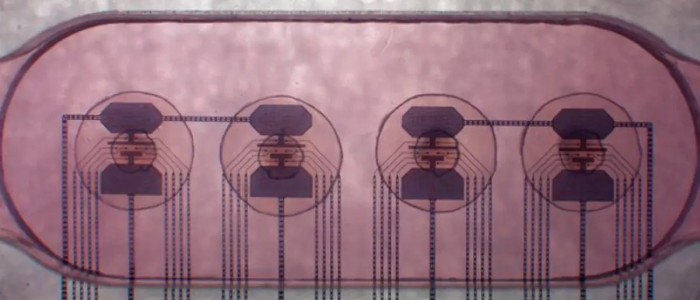Вчені поєднали 16 мінімозків, зроблених із людських тканин, щоб створити «живий комп'ютер»