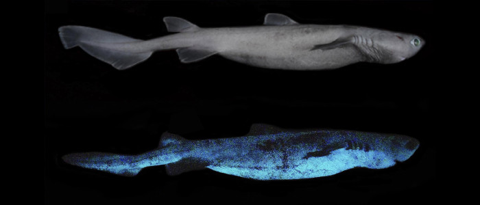 Вчені виявили акул, що світяться в темряві