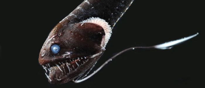 Вчені відкрили абсолютно чорну глибоководну істоту