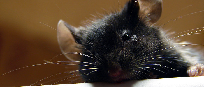 Вчені усунули хронічний біль у мишей за допомогою генної терапії