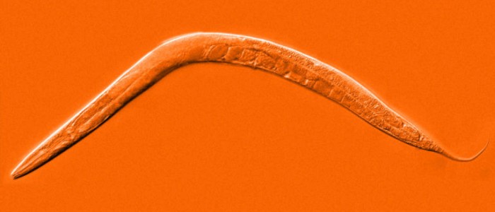 Вчені збільшили тривалість життя черв'яків на 500%