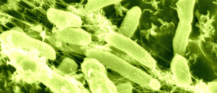 Вчені заінтриговані бактеріями, що пожирають пластикові відходи