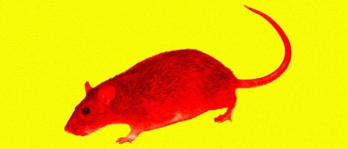 Вчені усувають когнітивний дефіцит синдрому Дауна в мишей