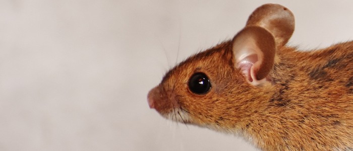 Вчені успішно повернули слух у мишей