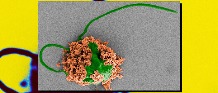 Вчені використовують мікроботів для очищення від пневмонії легенів хворих мишей