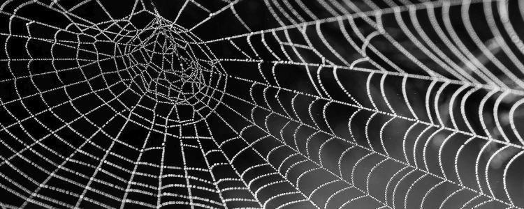 Шовк від павуків, що їдять графен, є одним з найміцніших матеріалів на Землі