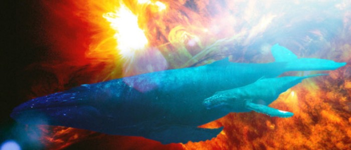 Сонячні бурі можуть бути причиною викидання китів на пляжі