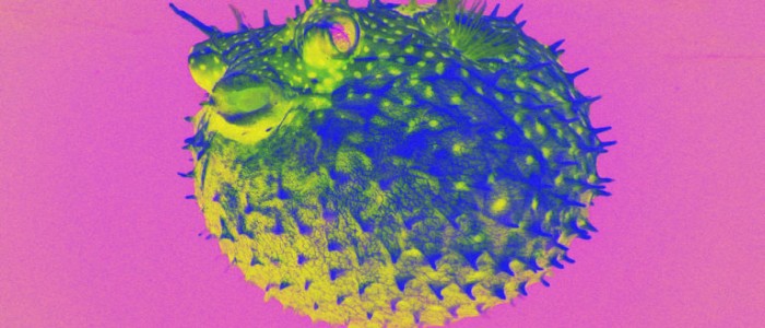 Синтезований нейротоксин риби фугу може бути заміною опіоїдів