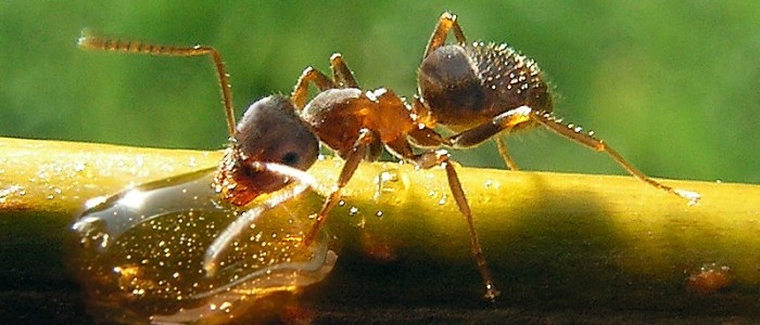 Жахливий паразит може потроїти тривалість життя мурахи