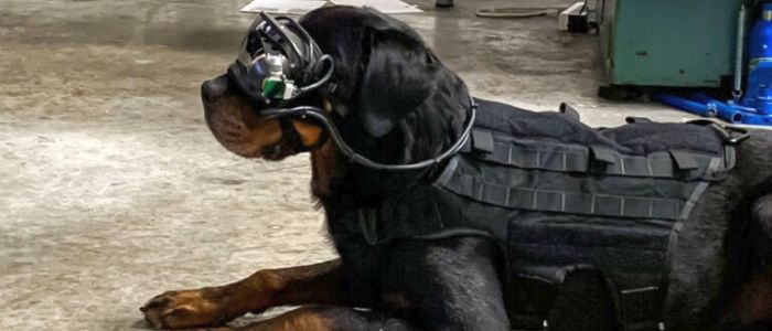 Американські військові розробили окуляри доповненої реальності для собак