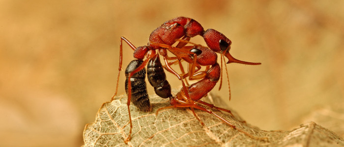 Ці мурахи можуть зменшувати в розмірах і відновлювати свій мозок