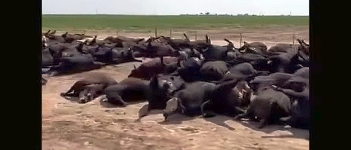 Тисячі голів великої рогатої худоби гинуть від сильної спеки в США