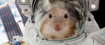 20 мишей вирушили в космос, щоб допомогти нам з'ясувати, як вижити на Марсі